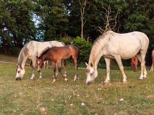 Low angle view of horses and foals grazing on grass