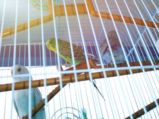 Three parakeets perched in a cage.
