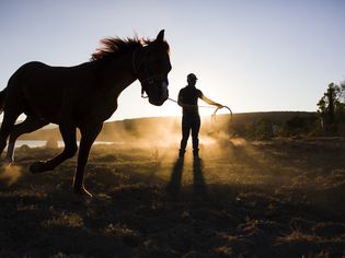 Man training a horse on reins