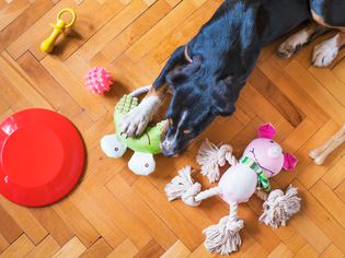 A black and tan dog surrounded by various toys