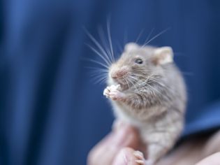 pet mouse sitting in someone's hand and eating