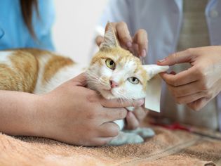 Midsection Of Vets Examining Injured Cat At Hospital