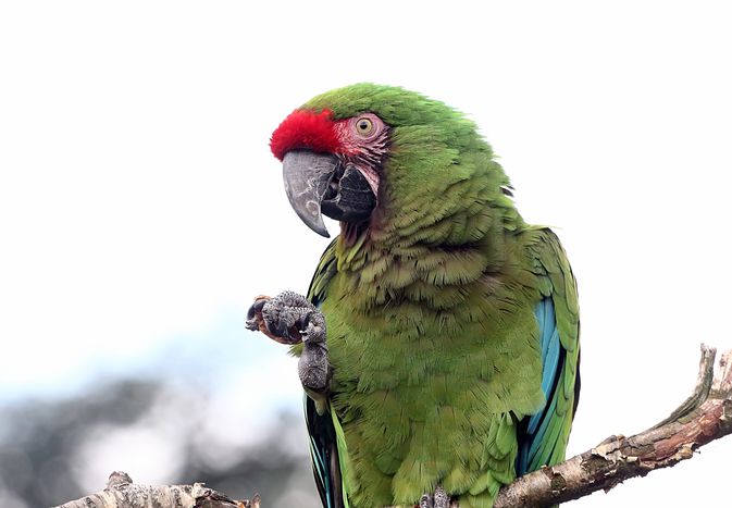Military Macaw Cracking Nut