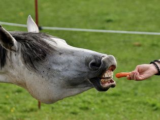 Feeding Treats to Horse and Ponies Safely