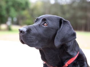 Black labrador retriever dog with red collar looking up