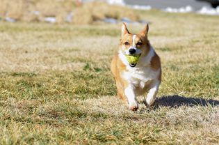 Brown and white corgi dog running with ball in mouth