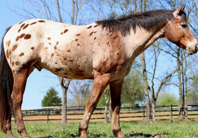 Apaloosa horse with brown spots on a cream colored coat