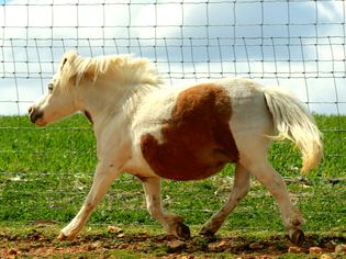White and brown filly horse running outside