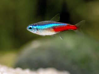 Neon tetra fish with aqua blue stripe and red tail closeup