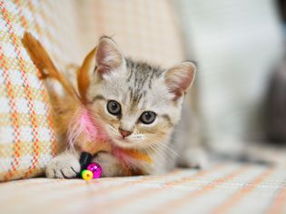 New Kitten with Toy