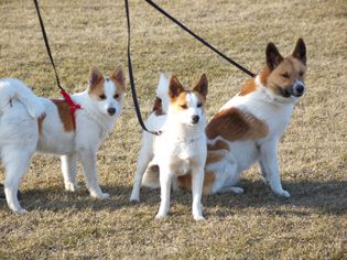 Three Norrbottenspets on leashes outside