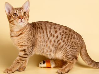 Side profile of an ocicat on a plain yellow background