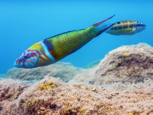 Ornate Wrasse (Thalassoma Pavo) Colorful Fish Underwater