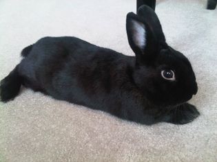 Black Havana rabbit lying on carpet.