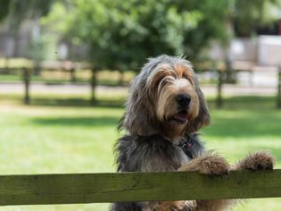 Otterhound looking over fence