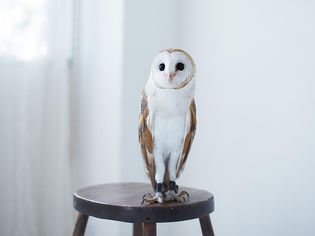 Owl perched on stool
