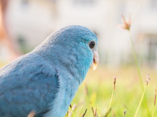 Pacific Parrotlet, Forpus coelestis on green grass (forpus is a