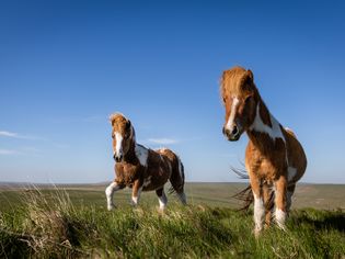Pair of Dartmoor ponies (Equus ferus caballus) at Roos Tor.