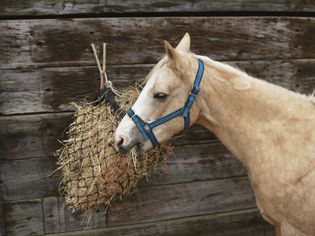pony eating hay from a net