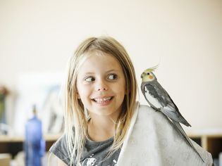 cockatiel on a girl's shoulder