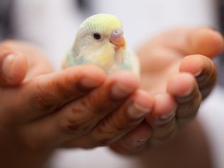 Portrait of parakeet in hands
