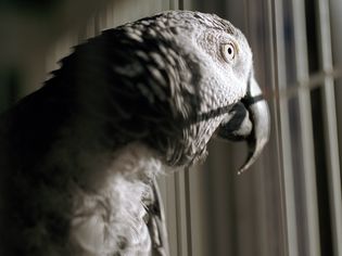 Parrot in cage, close-up