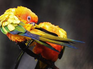 Parrot feather plucking