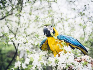 Macaw parrot sitting in cherry blossom tree