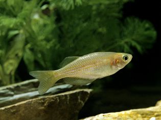 Pearl Danio, Danio albolineatus fish