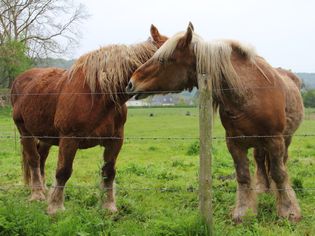 Two Percheron horses in a pasture