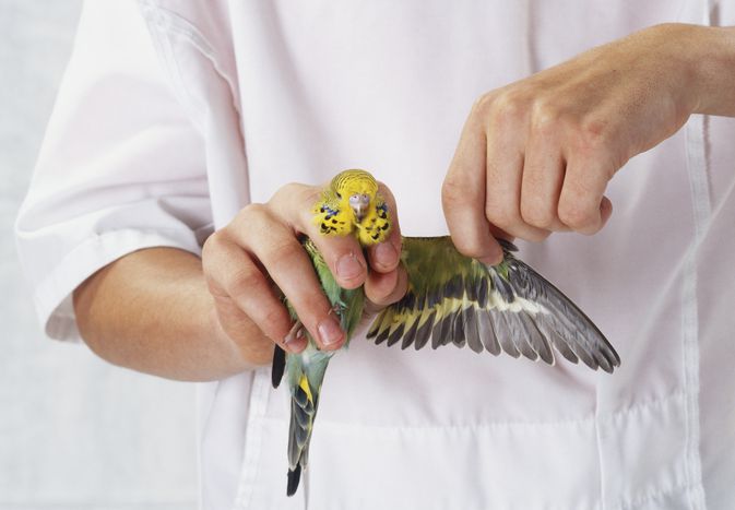 Person holding budgie in one hand and extending the wing with the other, front view