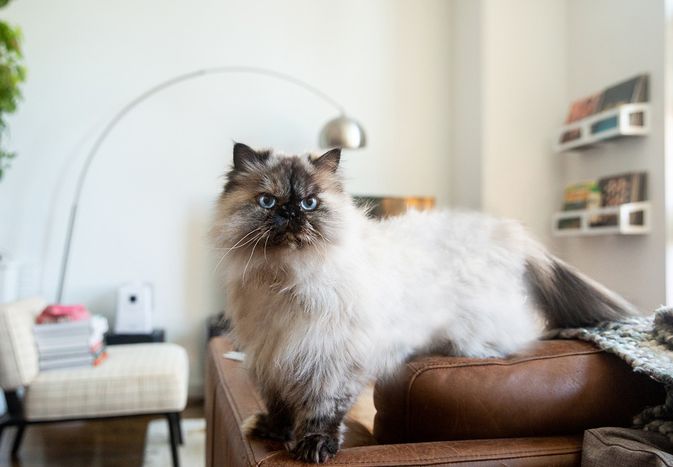 Himalayan cat on brown leather couch in living room