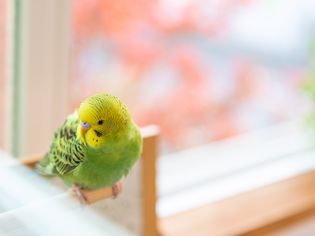 Pet bird enjoying free time in a room
