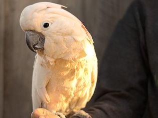White cockatoo bird sitting on owner's arm