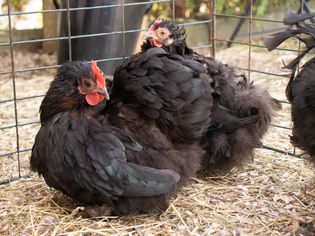 Black pet chickens with red comb and wattles in cage with straw ground