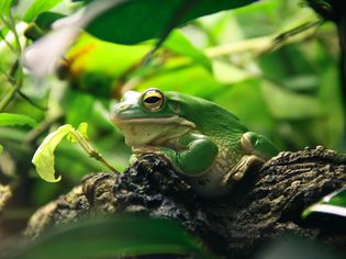 Pet frog