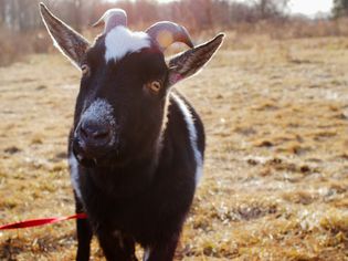 Black and white goat with tilted head in dry field
