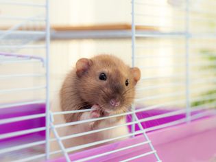 Pet rat looking out of its white cell