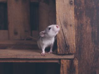 Pet rat in a wooden box