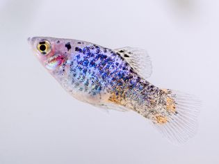 Platy fish with variegated pattern of purple and yellow glittery scales 