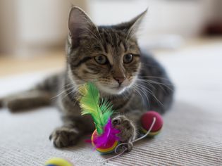 Cat with toy