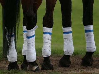 Polo Gold Cup - horse's legs.