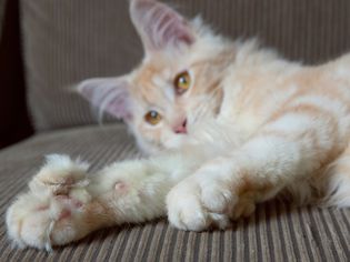 Tan and white polydactal cat lying on brown surface