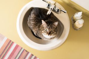 Brown and white cat sitting inside sink while looking up