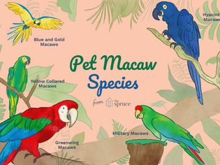 Pet Macaw Species