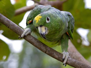 Portrait of a Parrot of French Guiana