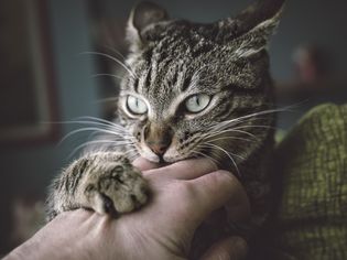 Cats can have aggression problems and bite and scratch their owners