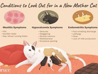 Conditions to Look Out for in a New Mother Cat