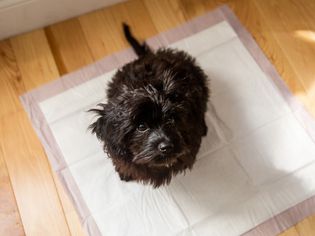 Black puppy sitting on a potty training pad
