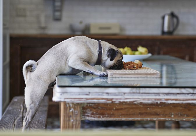 Pug eating food off the table